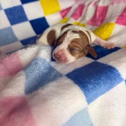 Lindsey - Piebald female Dachshund puppy in Lake City, Florida from My Ditzy Doxies of Florida