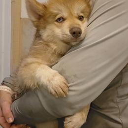 Dill (wooly) - Chocolate male Pomsky puppy in Weir, Texas from Bluebonnet Pomskies