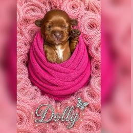 Dolly - Ruby female Cavalier King Charles Spaniel puppy in Mayo, Florida from Kingston’s Cavaliers