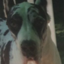 Great Danes from Long Meadow Danes
