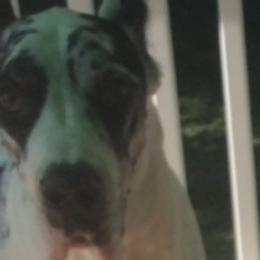 Great Danes from Long Meadow Danes