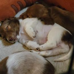 Dachshund Puppies from Shaffers low riding weiners