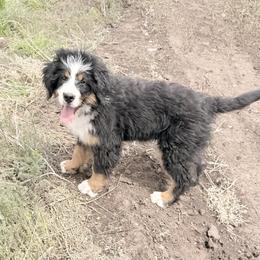'Cindy' Pink Bow Female - Tri-color female Bernedoodle puppy in Kamas, Utah from A + E Farms