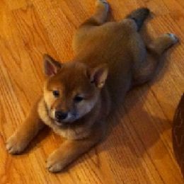 Shiba Inu Puppies from Aria Show Dogs
