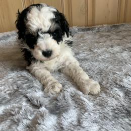 Marbles - Parti male Poodle puppy in Haddam, Kansas from Golden B Acres