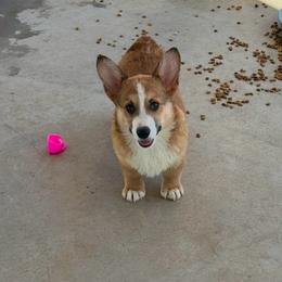Boy 7 - Sable male Pembroke Welsh Corgi puppy in Surprise, Arizona from Ruff and Rowdy Corgis