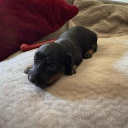 Penny - Black and tan female Dachshund puppy in Clermont, Florida from Dachshund Dad®