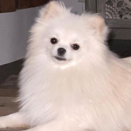 Pomeranians from Posh Puppy Pals