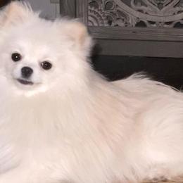 Pomeranians from Posh Puppy Pals