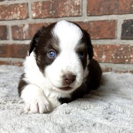Meet Penny - Red tri-color female Miniature American Shepherd puppy in Stockton, Missouri from Kizmit Farmz
