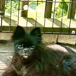 Bertha - Pomeranian