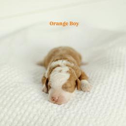 Orange boy - Parti male Goldendoodle puppy in Rio Linda, California from GoldendoodlePaw