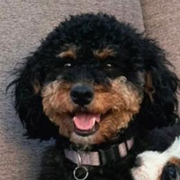 June - Bernedoodle