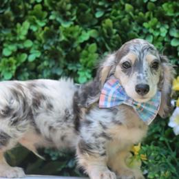 Caspian - Dapple male Dachshund puppy in Woodbine, Georgia from Bowdachs Cream Pies