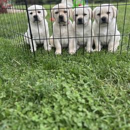 Labrador Retriever Puppies from Country Road Acres