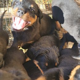 Rottweiler Puppies from Von Haus of Pearl