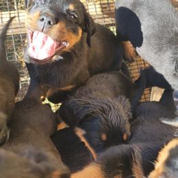 Rottweiler Puppies from Von Haus of Pearl