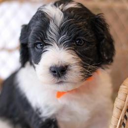 Shepherd - Black male Labradoodle puppy in Crete, Nebraska from Doodles & Co