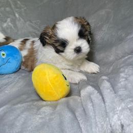 Shih Tzu Puppies from Ren