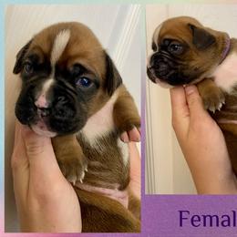 Purple - 1st born - Fawn female Boxer puppy in Brownsville, Oregon from Vincent's Pride Boxers ~ Dudley's Dream Boxers