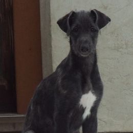 Dachshunds and Scottish Deerhounds from Birnam Wood