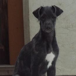 Dachshunds and Scottish Deerhounds from Birnam Wood