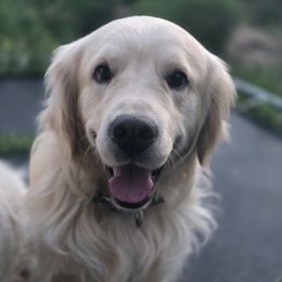 Kenai - Golden Retriever