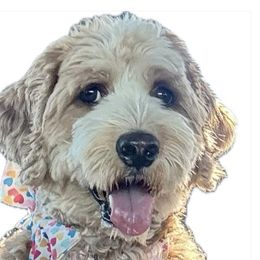 Jessie - Australian Labradoodle