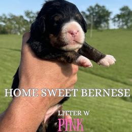 W Pink - Black rust and white female Bernese Mountain Dog puppy in Winigan, Missouri from Home Sweet Bernese