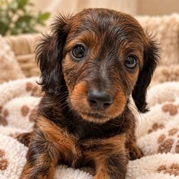 Skittles - Brindle female Dachshund puppy in Norco, California from Norco dachshunds