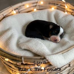 Lrya - Black tri-color female Australian Shepherd puppy in Statesville, North Carolina from Charming Australian Shepherds