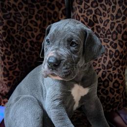 Apollo - Blue male Great Dane puppy in Marlow, New Hampshire from Fox Hill Danes