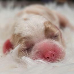 Girl 2 - Buff and white female Cockapoo puppy in Salt Lake City, Utah from Utah Cocker Spaniels