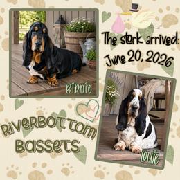 Green collar - Black brown and white male Basset Hound puppy in Edmonton, Kentucky from RiverBottom Bassets