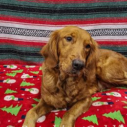 Viola - Golden Retriever