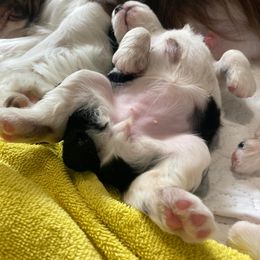 English Springer Spaniel Puppies from Ivy Hill English Springer Spaniels