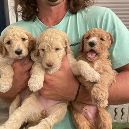 Goldendoodle and Poodle Puppies from Nini's Poodles and Doodles of St. Johns Co.