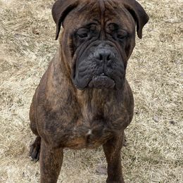 Duchess - Bullmastiff