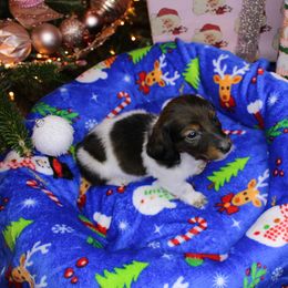 Boy 1 - Piebald male Dachshund puppy in Swansea, South Carolina from Miniature Dachshunds of Happy Town