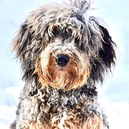 Marlow - Bernedoodle