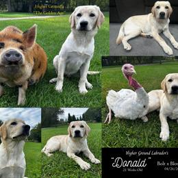 Donald - Yellow male Labrador Retriever puppy in Eaton Rapids, Michigan from Higher Ground Labradors