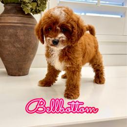 Bellbottom - Red female Cavapoo puppy in Buford, Georgia from Petite Posh Puppies
