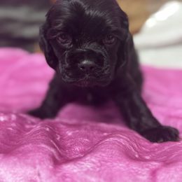Pink collar - Black and tan female Cocker Spaniel puppy in Cleveland, Ohio from Buckeye Country Kennel