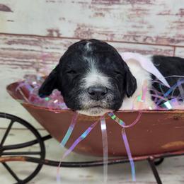Ella - Parti female Goldendoodle puppy in Grabill, Indiana from Rose's Doodles