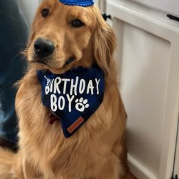 Golden Retriever All Grown Up from Beachwood Golden Retrievers
