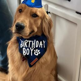 Golden Retriever All Grown Up from Beachwood Golden Retrievers