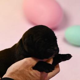 Valor (Grey) - Black male Boerboel puppy in Delta, Colorado from SATA Kennels