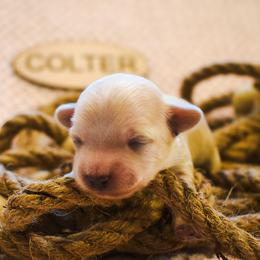 Colter - Cream male Maltipoo puppy in Rainbow City, Alabama from Southland Farm Kennels