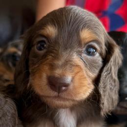 Latte - Chocolate female Dachshund puppy in Stamford, Texas from West Texas Miniature Dachshunds