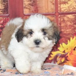 Dexter - Brown and white male Shichon puppy in Moulton, Iowa from Shondel Puppy Paws
